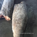 Frozen oilfish 6kg up